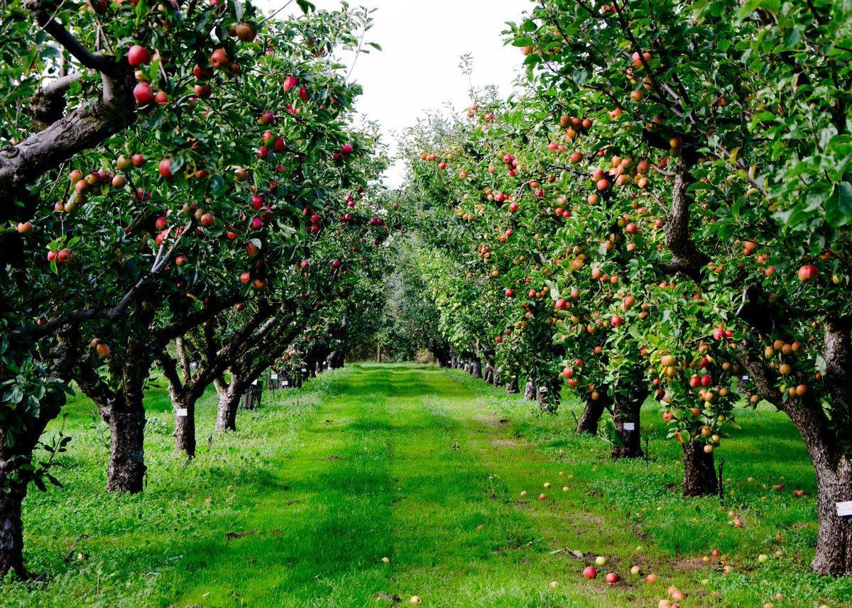 Яблоневые деревья Яблоневый сад